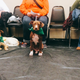 Illustration for article titled We Went To The Puppy Bowl And Brought Back Pictures Of Very Good Doggies And Cats